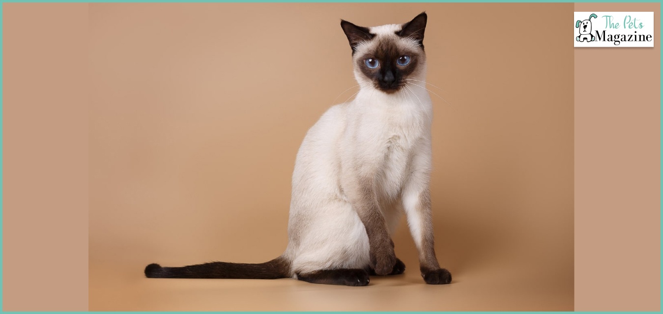 10 Types of Siamese Cats A Complete Overview