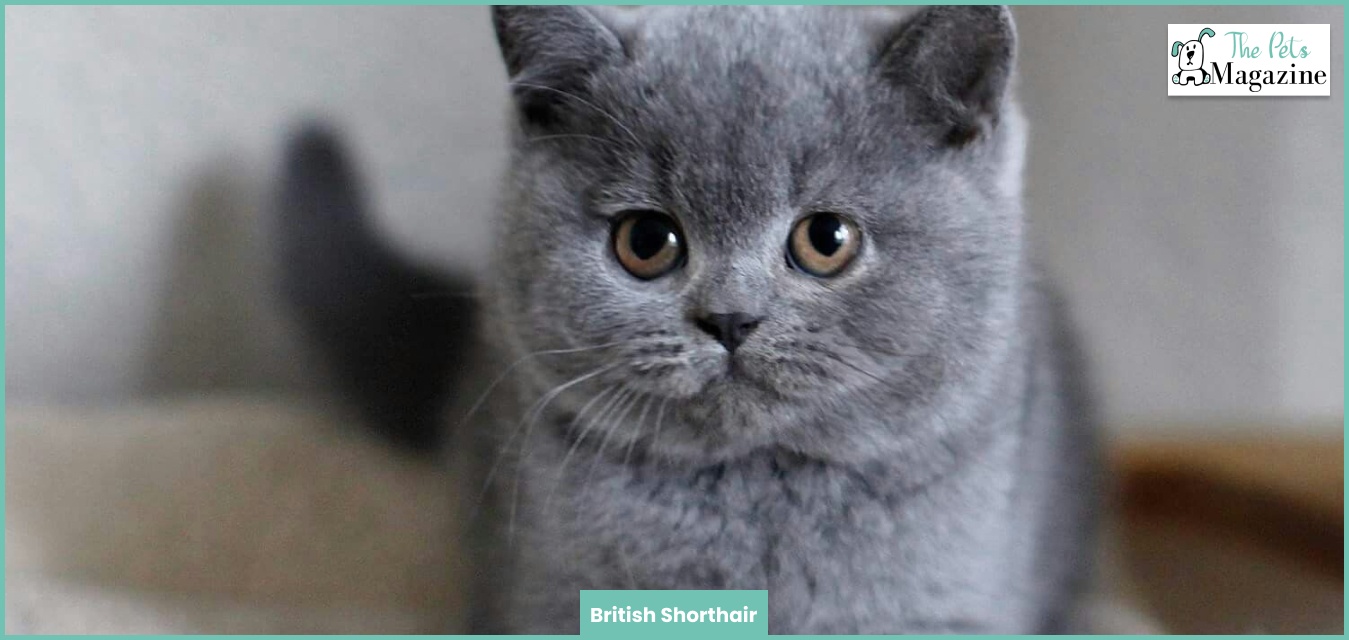 British Shorthair