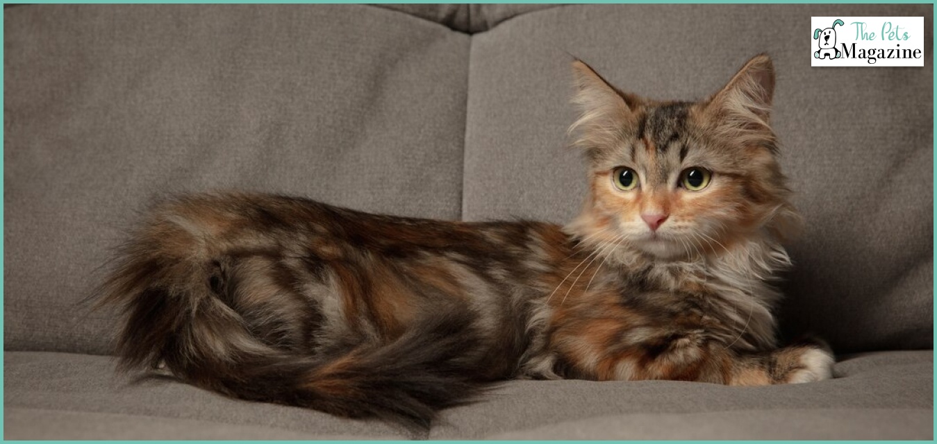 Brown Cat Breeds