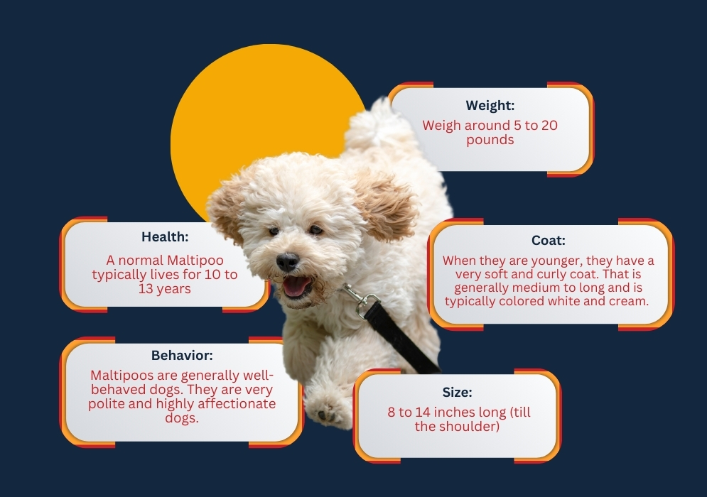 Characteristics Of A Maltipoo