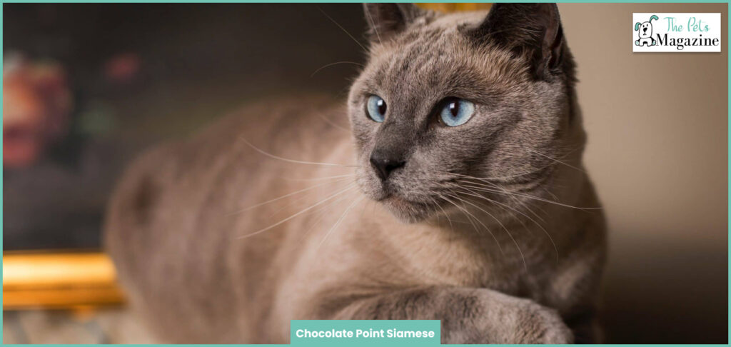 Chocolate Point Siamese