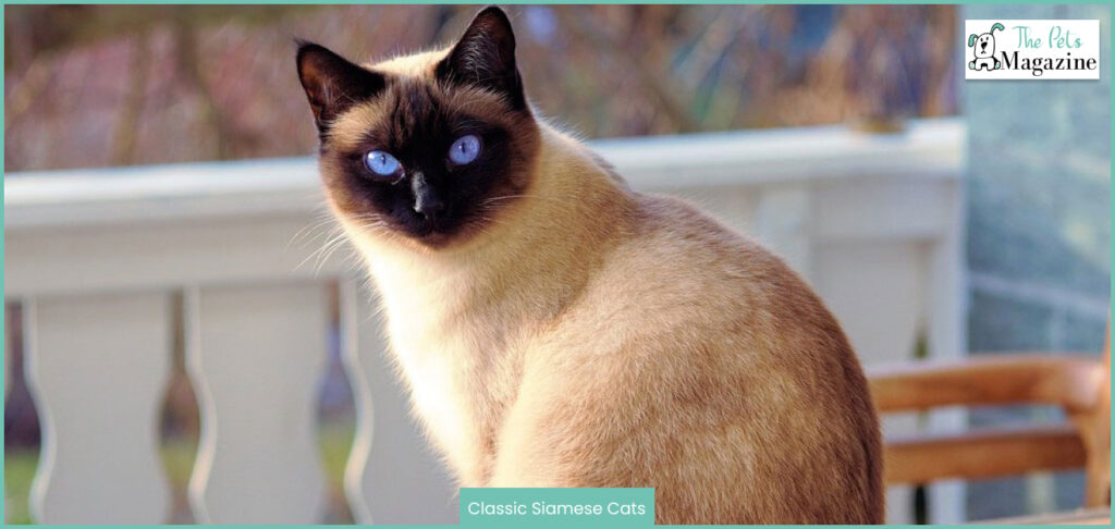 Classic Siamese Cats
