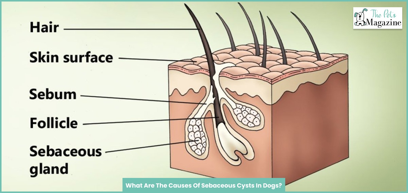 what-is-a-sebaceous-cyst-dog-how-to-drain-a-cyst-on-your-dog