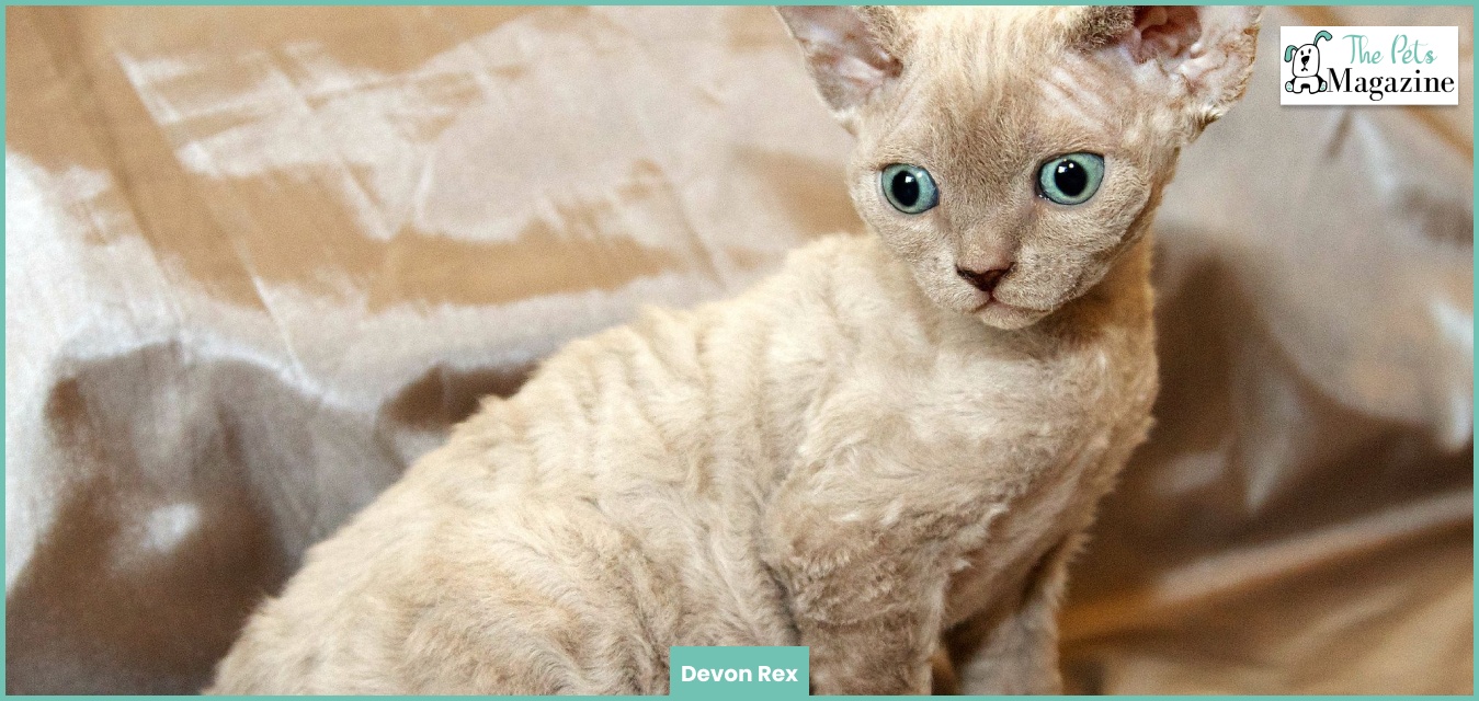 Devon Rex