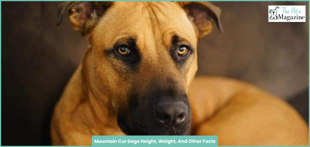 Mountain Cur Dogs Height, Weight, And Other Facts