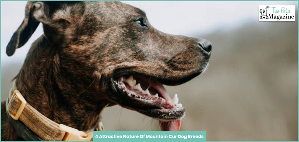 are mountain cur aggressive