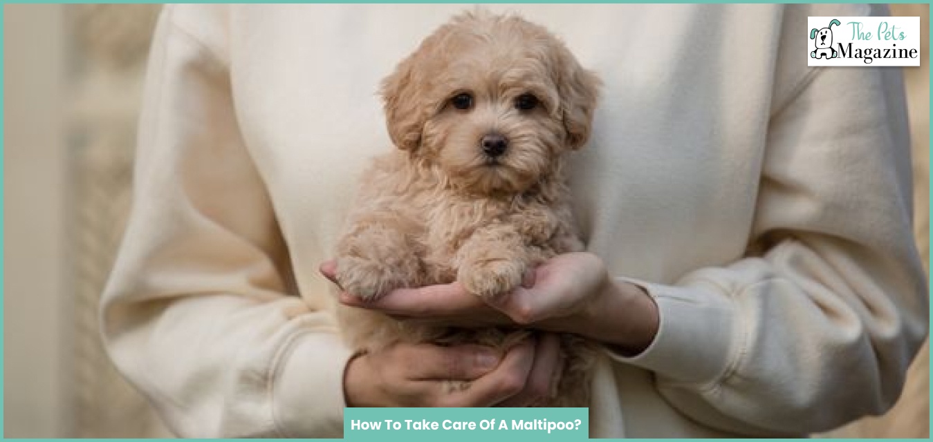 How To Take Care Of A Maltipoo