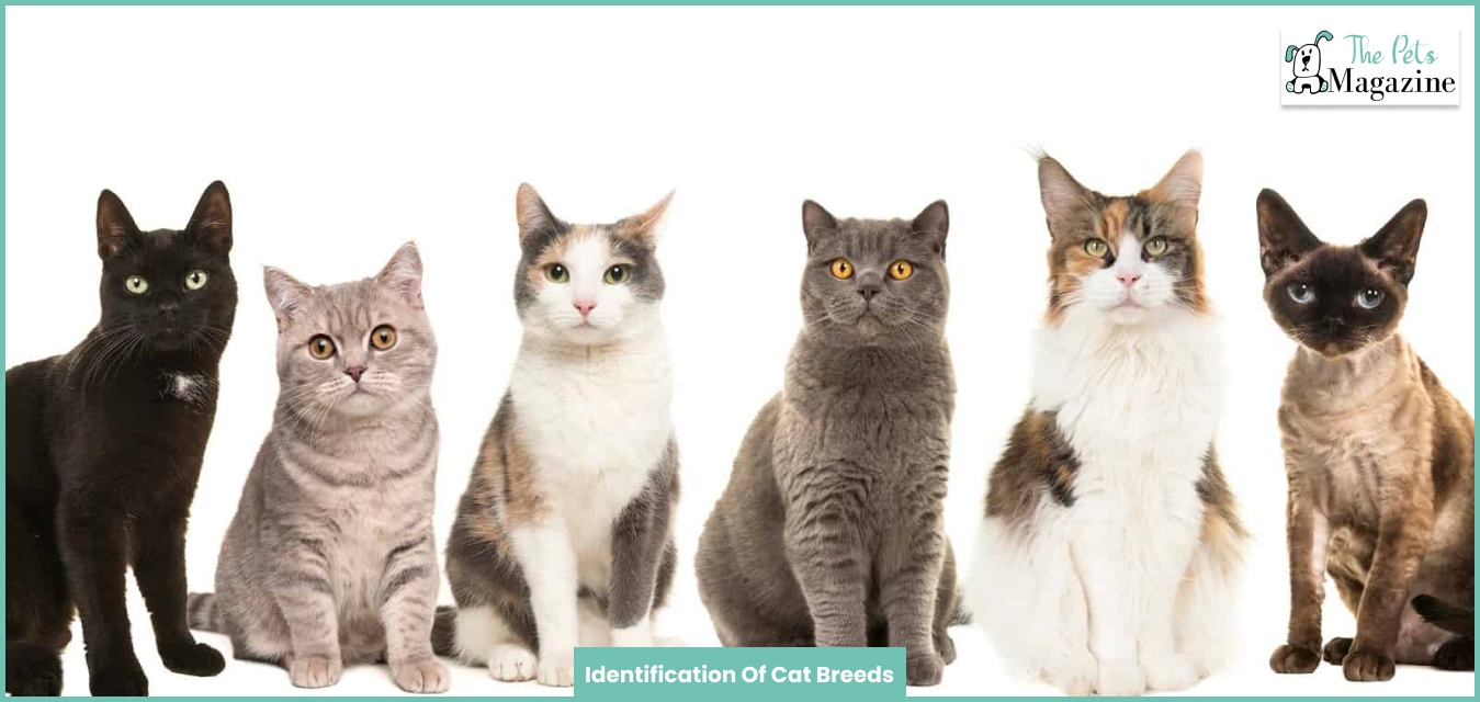 Identification Of Cat Breeds