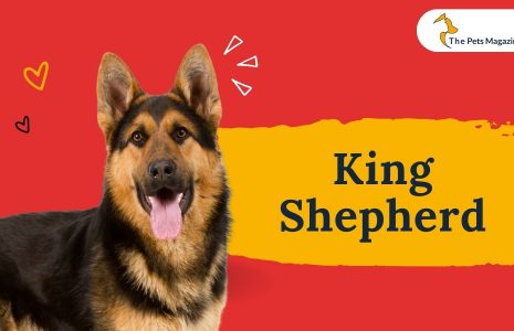 King Shepherd