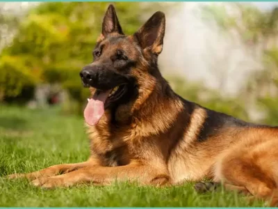 King Shepherd – A Complete Guide & Top Facts