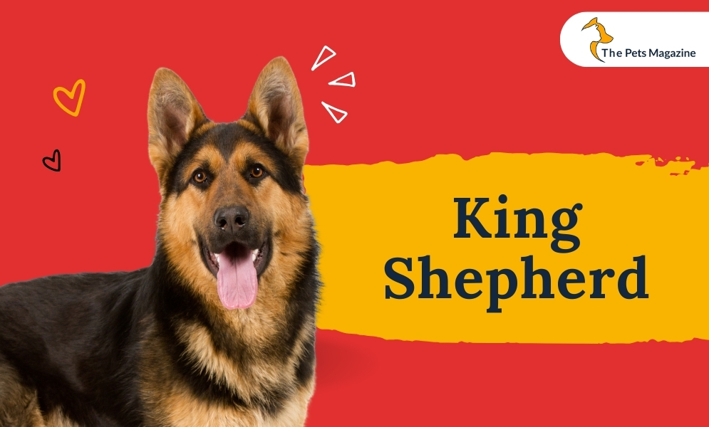 King Shepherd