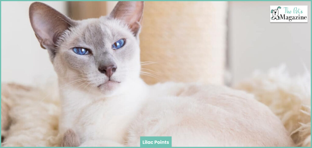 Lilac Points: Pretty Siamese