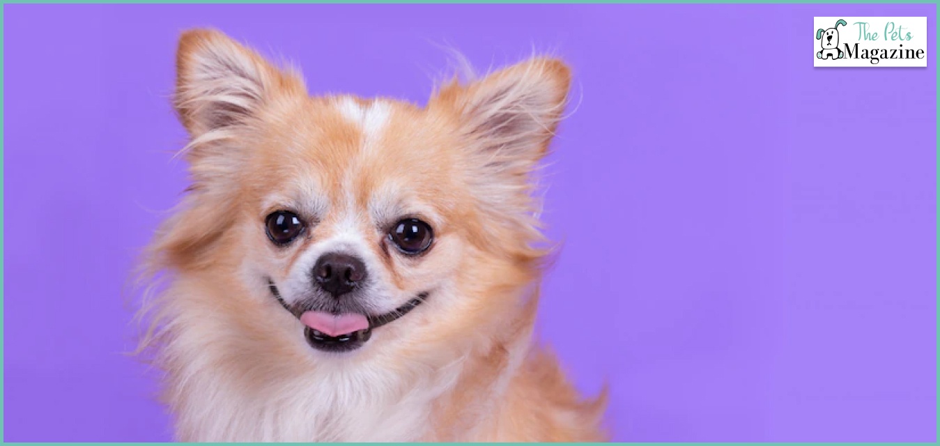 Long Haired Chihuahua - A Complete Breed Guide