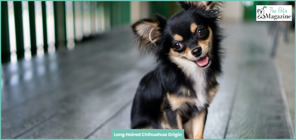 long Haired Chihuahua Origin