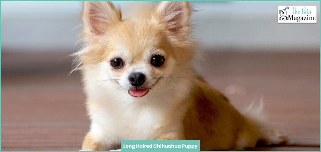 Long Haired Chihuahua Puppy