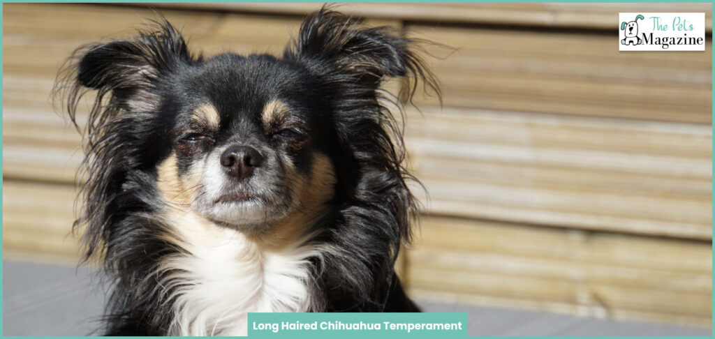 Long Haired Chihuahua Temperament