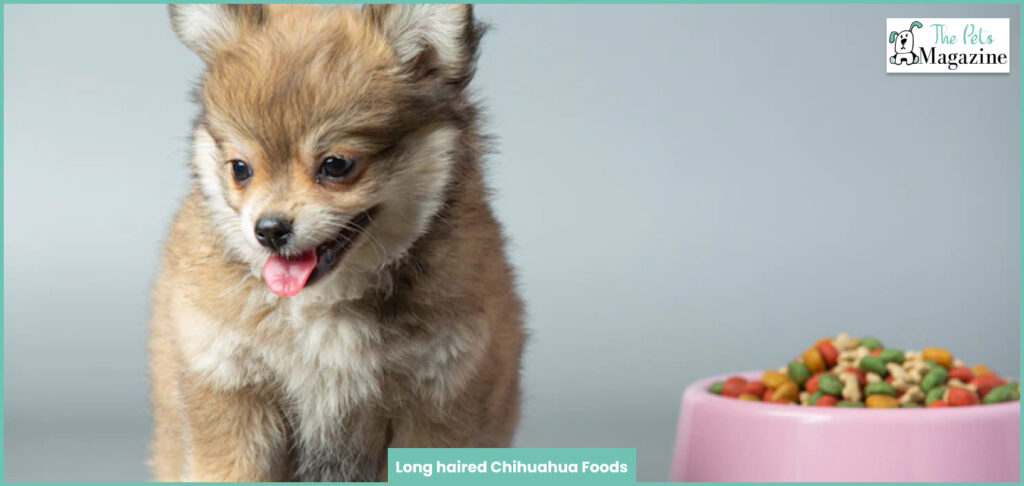 Long haired Chihuahua Foods