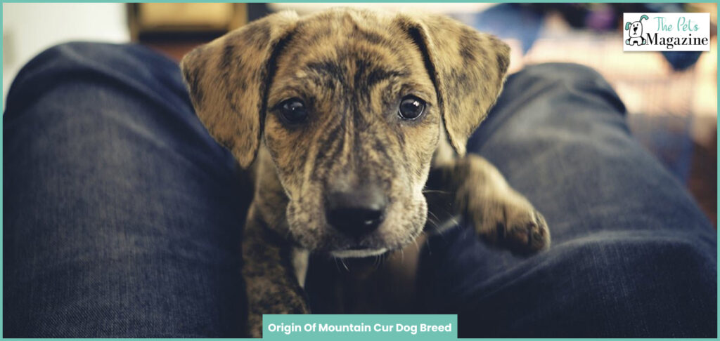 Origin Of Mountain Cur Dog Breed
