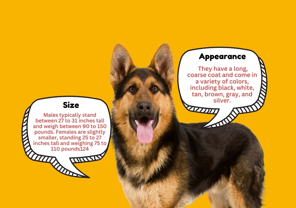 Overview Of King Shepherd