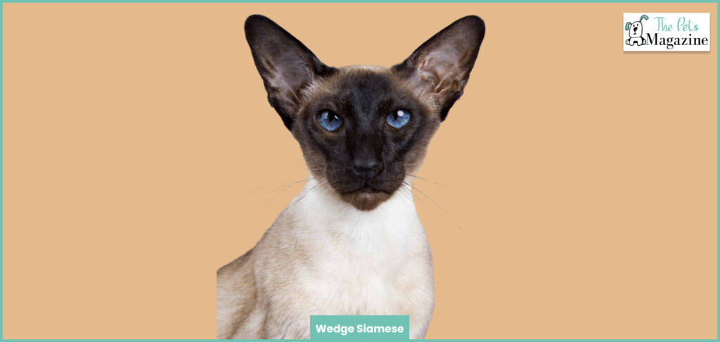 10 Types of Siamese Cats: A Complete Overview