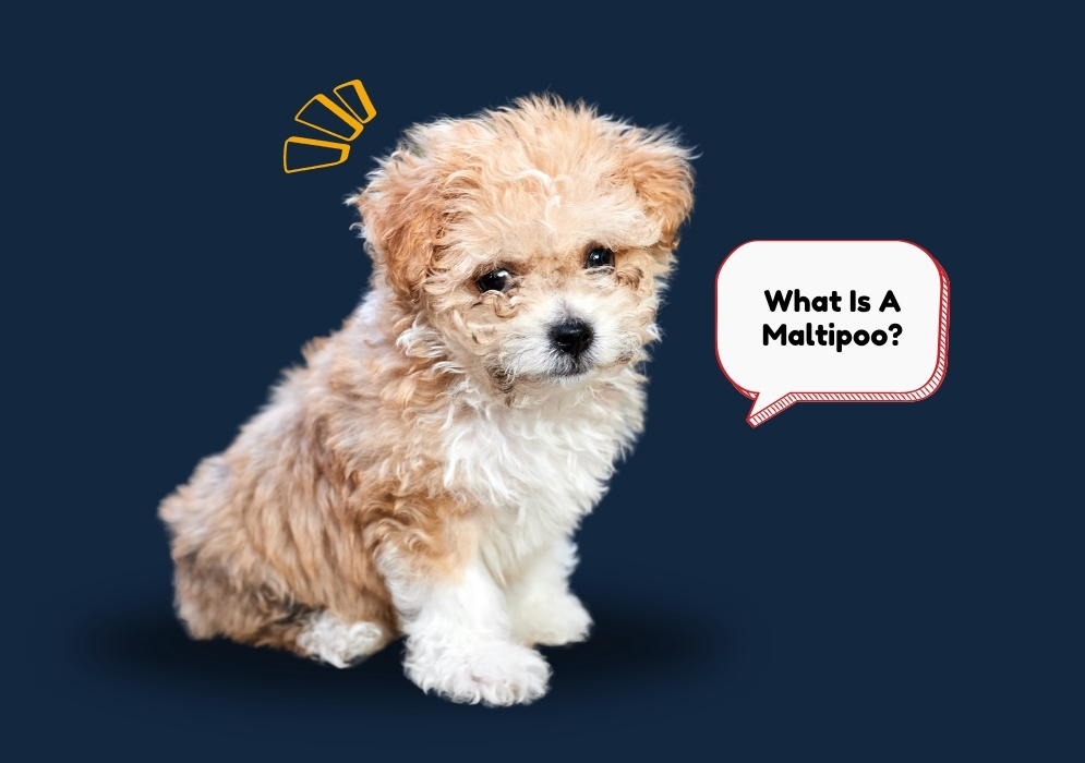 What Is A Maltipoo dog