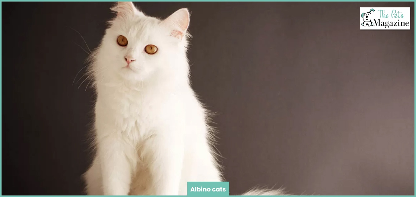 albino cats