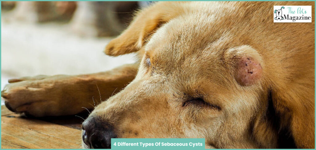 What Is a Sebaceous Cyst Dog & How To Drain A Cyst On Your Dog?