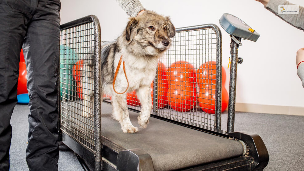 Are Dog Treadmills A Good Idea