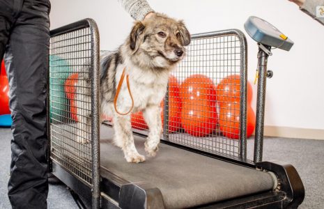 Are Dog Treadmills A Good Idea