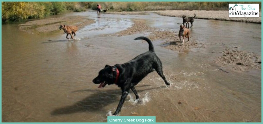 Cherry Creek Dog Park