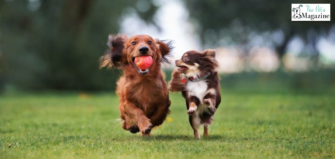 Are Dog Parks Stressful or Enjoyable for Your Dog