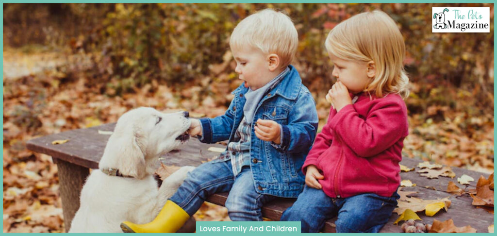 Golden retrievers Loves Family And Children 