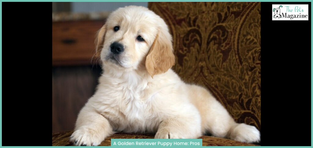 Golden Retriever Puppy Home: Pros