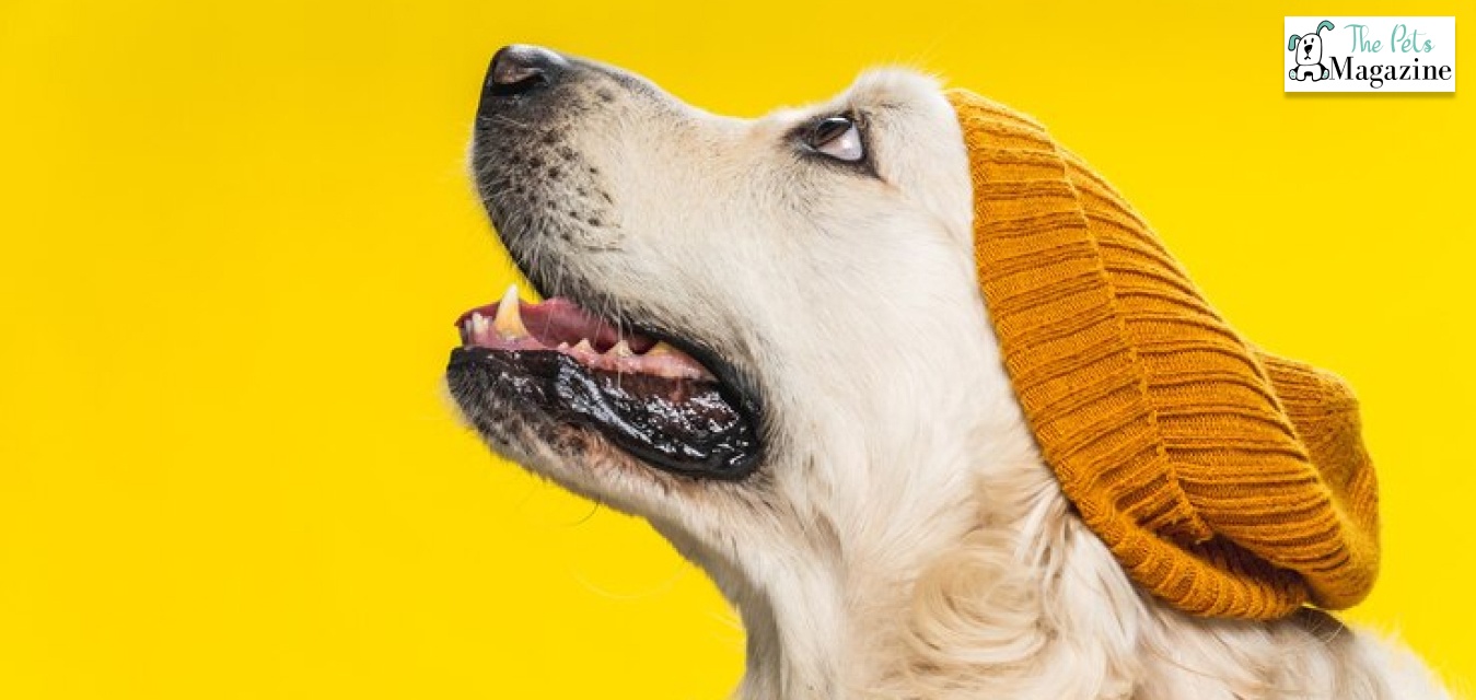 Golden Retriever pets pros and cons