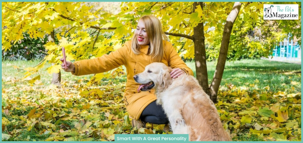 Golden retrievers Smart With A Great Personality