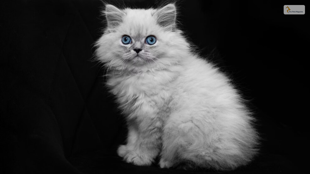 Let's Talk About Ragdoll Cats!