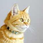 orange cat icon