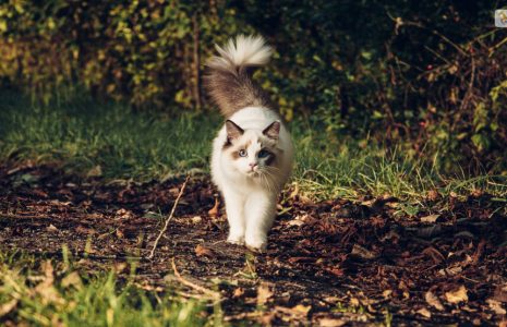 Ragdoll Cat