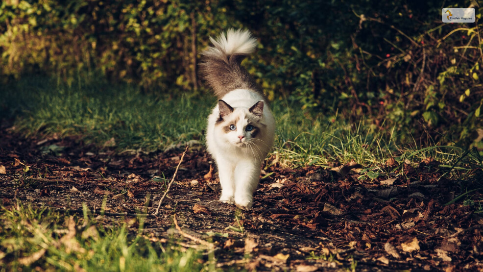 Ragdoll Cat