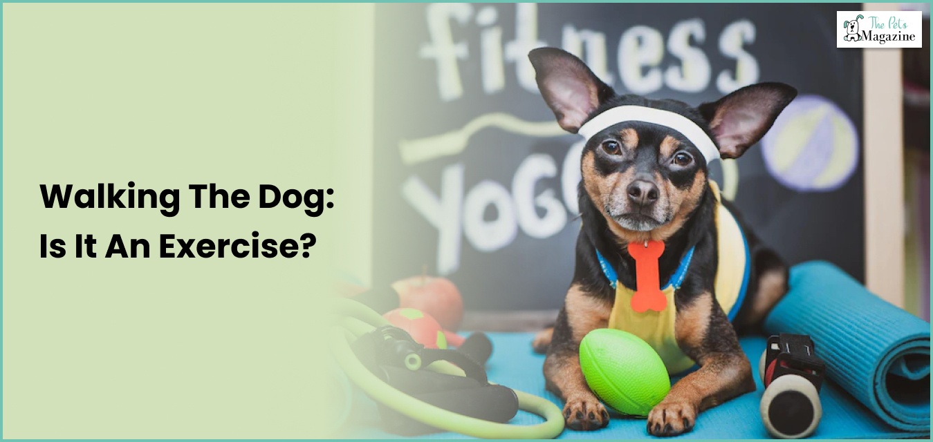 Are Dog Treadmills A Good Idea? 5 Good Exercises For Dogs