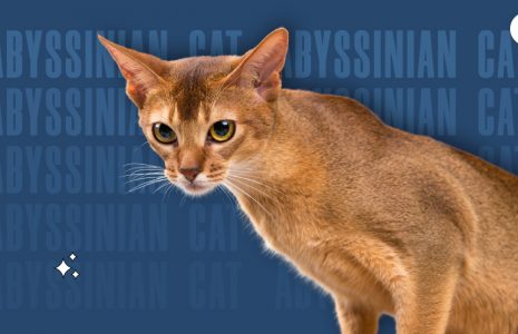 Abyssinian Cat How To Take Care Of Them