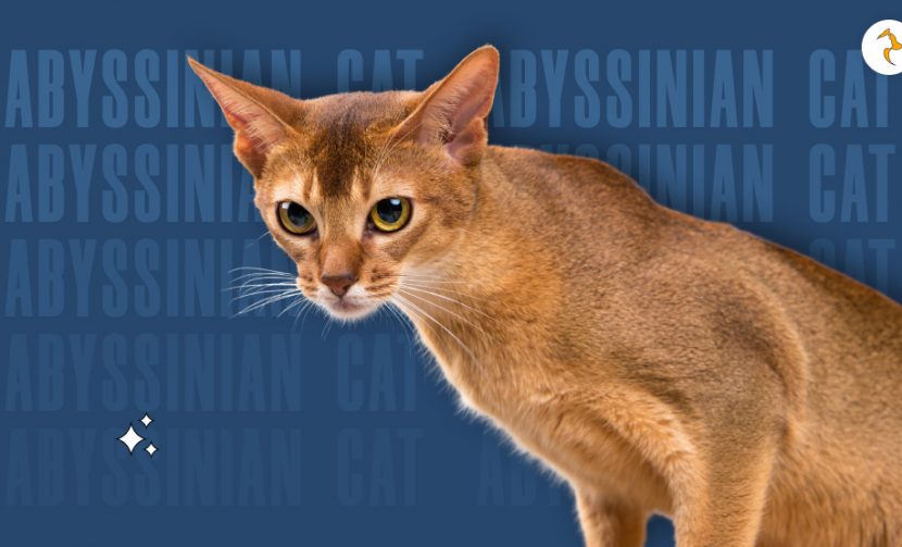 Abyssinian Cat How To Take Care Of Them