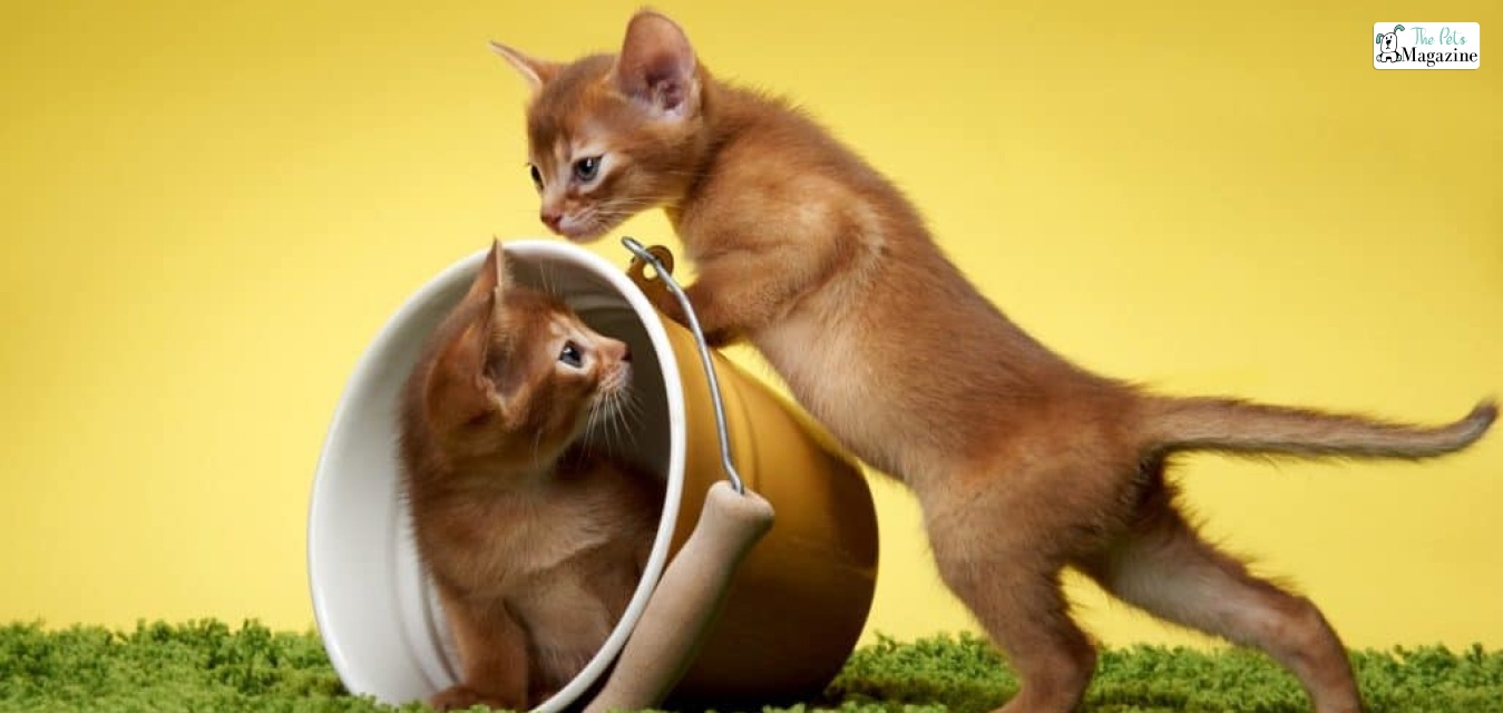 Abyssinian Cat: How To Take Care