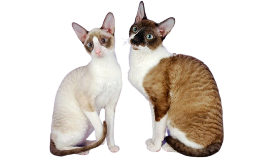 Cornish Rex