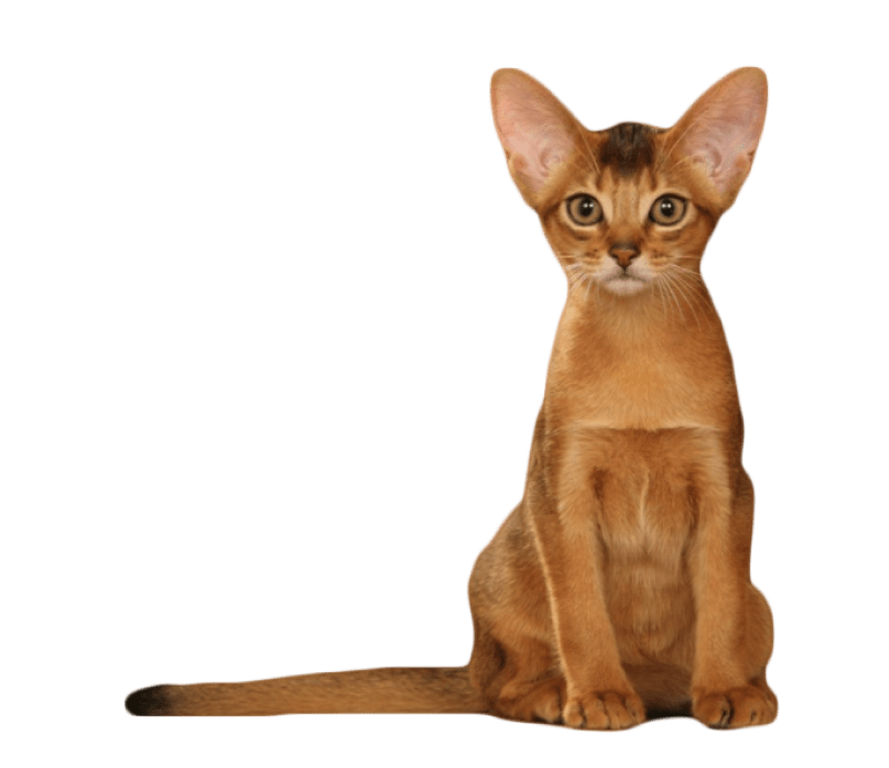 Abyssinian cats Appearance 