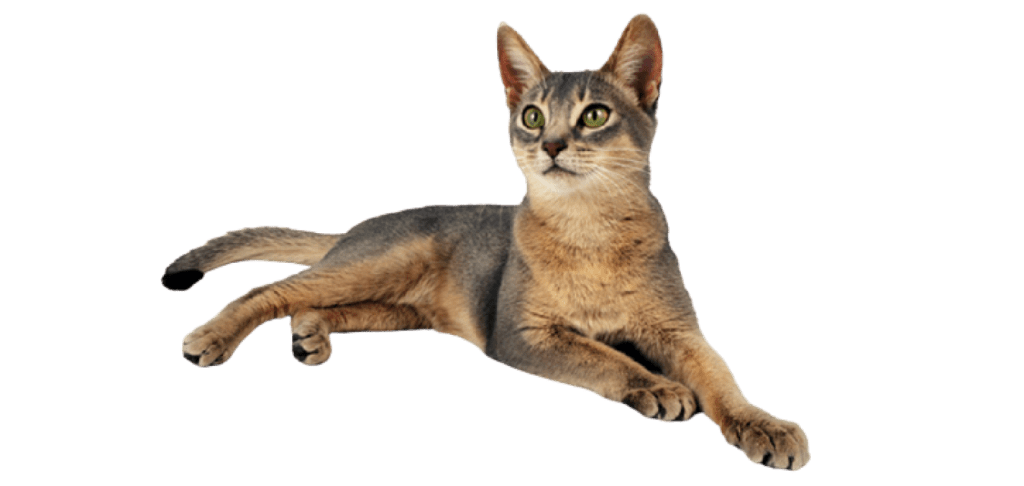  Abyssinian-cats-colour.