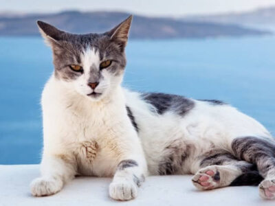 Aegean cat breed
