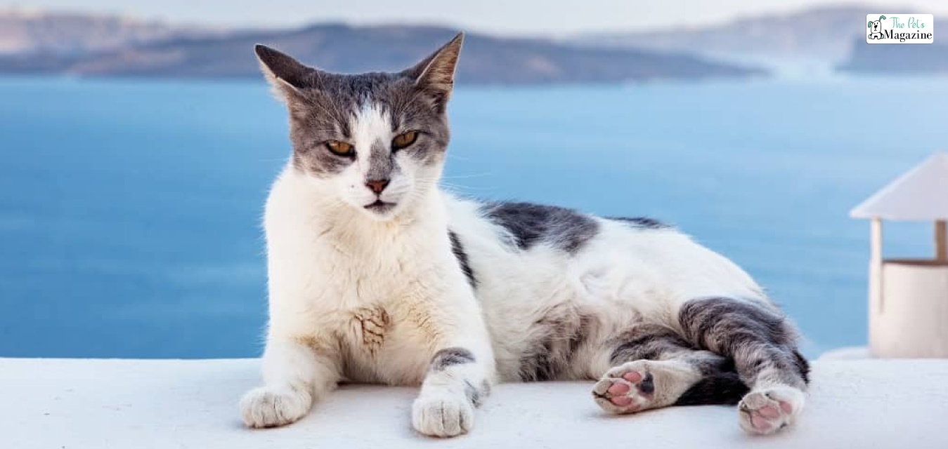 Aegean cat breed