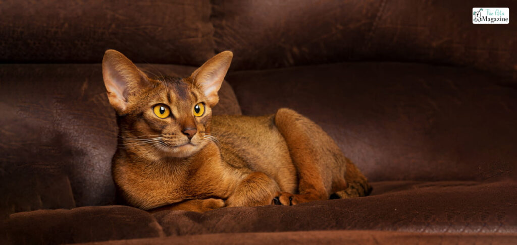 Features Of Abyssinian Cats