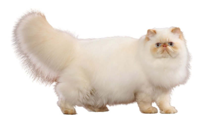 Himalayan Cats